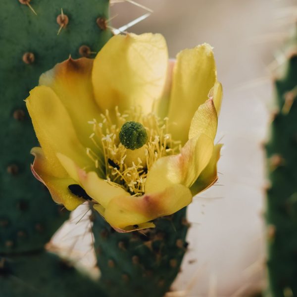 FICO D’ INDIA RITUAL | OPUNTIA RITUAL